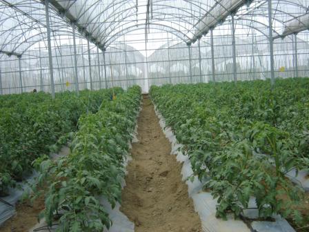 Producción Camarones