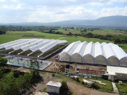 produccion-aromaticas